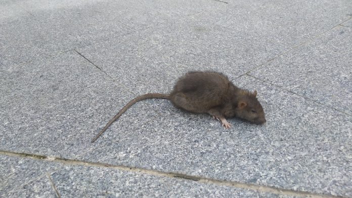 Una rata muerta en la Plazuela de Don Pedro el 12 de marzo de 2021. (Foto: La Crónic@)