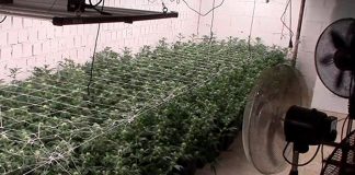 A las plantas de marihuana las mimaban en la plantación subterránea descubierta en Fuensalida. (Foto: Guardia Civil)