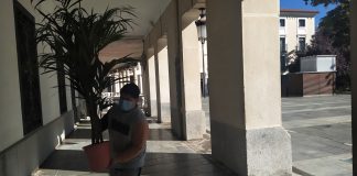 Ficus para recibir a Grande-Marlaska en Guadalajara Ficus madrugadores para dar más esplendor a la recepción de Guadalajara al ministro Grande-Marlaska. (Foto: La Crónic@)