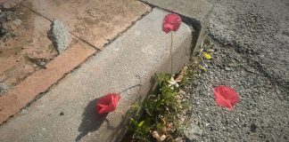 Amapolas sobreponiéndose al asfalto el 15-M de 2021 en un pueblo de Guadalajara. (Foto: La Crónic@)