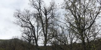 Árboles en un pueblo de la Serranía de Guadalajara en mayo de 2021. (Foto: La Crónic@)