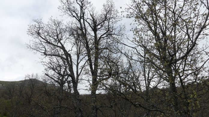 Árboles en un pueblo de la Serranía de Guadalajara en mayo de 2021. (Foto: La Crónic@)