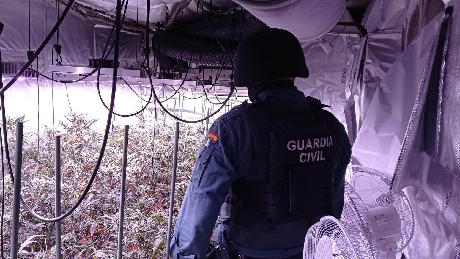 Plantación de marihuana en un chalet del Parque de las Castillas, en Torrejón del Rey. (Foto: Guardia Civil)