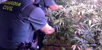 Plantación de marihuana en un chalet del Parque de las Castillas, en Torrejón del Rey. (Foto: Guardia Civil)