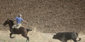 Tirando a caballo del toro en el encierro por el campo de Torrejón del Rey. (Foto: Alberto Moreno)