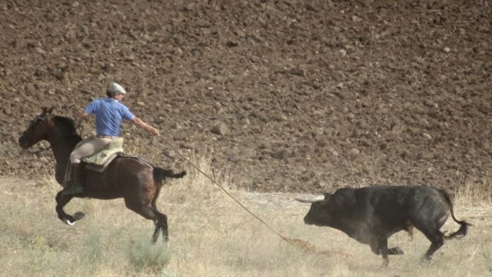 Tirando a caballo del toro en el encierro por el campo de Torrejón del Rey. (Foto: Alberto Moreno)