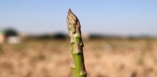 Espárrago verde de Guadalajara. Envasadora de Explotaciones Agrícolas Hermanos Urbina.