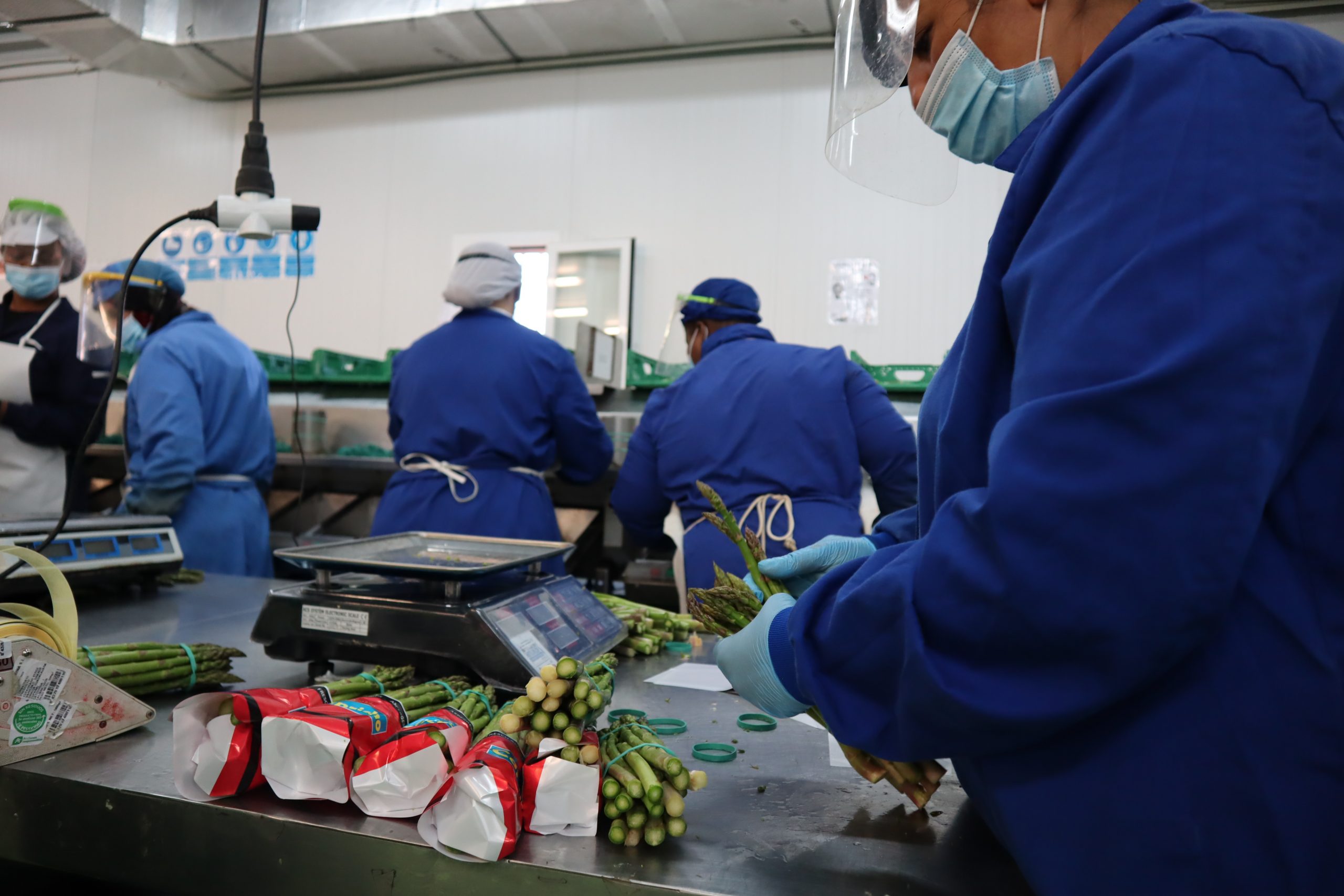 Espárrago verde de Guadalajara. Envasadora de Explotaciones Agrícolas Hermanos Urbina.