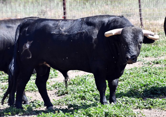 Uno de los novillos de Polo Sáiz que se lidiarán el 20 de junio de 2021 en Hita.