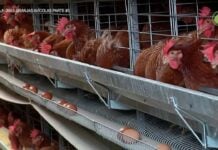 Un puñado de vecinos frente a 64.000 gallinas: el caso de Turmiel Gallinas ponedoras, en sus jaulas.