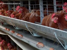 Gallinas ponedoras, en sus jaulas.