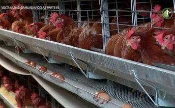 Un puñado de vecinos frente a 64.000 gallinas: el caso de Turmiel Gallinas ponedoras, en sus jaulas.