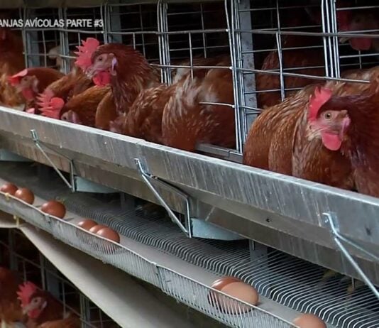 Gallinas ponedoras, en sus jaulas.