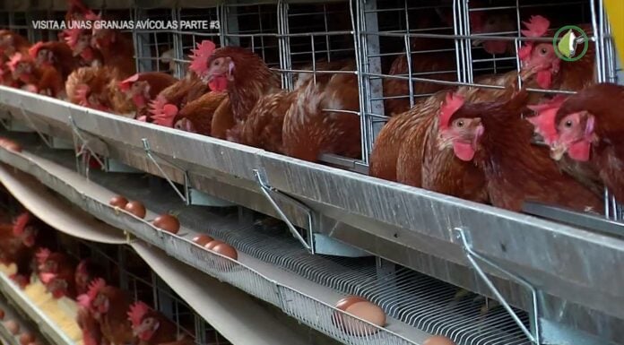 Gallinas ponedoras, en sus jaulas.