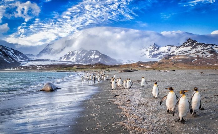 Playa de una de las islas de las Georgias del Sur, en la Antartida, objetivo de esta expedición de aventura que copatrocina el Ayuntamiento de Trillo.