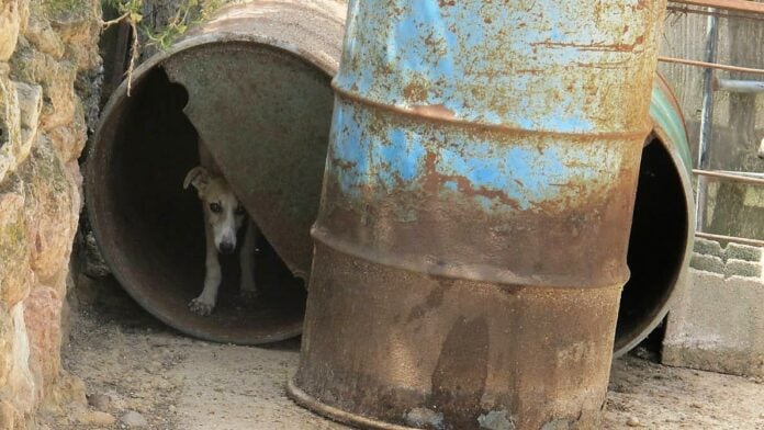 Uno de los 55 perros encontrados en malas condiciones por el Seprona en Moratilla de Henares. (Foto: Guardia Civil)