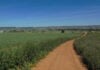 Camino rural en los alrededores de Cabanillas del Campo.