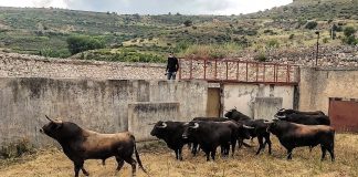 Los toros para la Corrida de Primavera, en los corrales de la plaza de Brihuega.