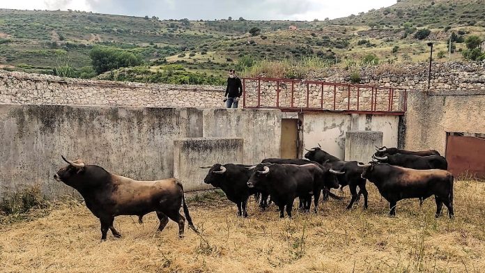 Los toros para la Corrida de Primavera, en los corrales de la plaza de Brihuega.