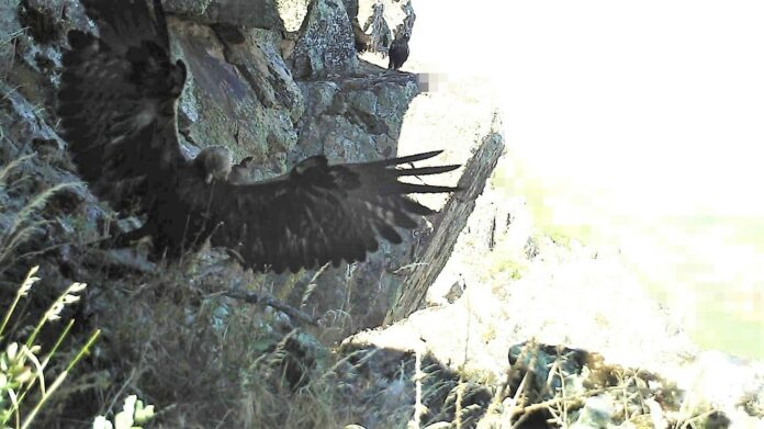 Cría de águila real. GUARDIA CIVIL 28/6/2021