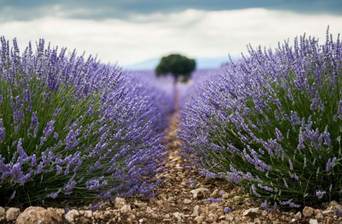 Campos de lavanda en su máximo esplendor. (Foto: EP)