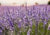 Campos de lavanda, en Brihuega.