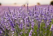 Campos de lavanda, en Brihuega.