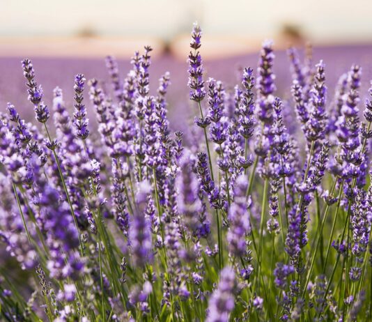 Campos de lavanda, en Brihuega.