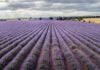 Campos de lavanda en su máximo esplendor, a 3 de julio de 2021, en Brihuega. (Foto: Rafa Martín / EP)