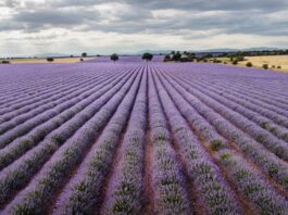 Campos de lavanda en su máximo esplendor, a 3 de julio de 2021, en Brihuega. (Foto: Rafa Martín / EP)