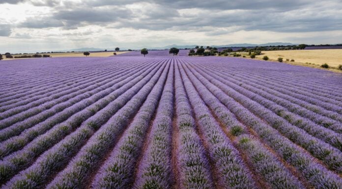 Atención especial este viernes a tres carreteras de Guadalajara Campos de lavanda en su máximo esplendor, a 3 de julio de 2021, en Brihuega. (Foto: Rafa Martín / EP)