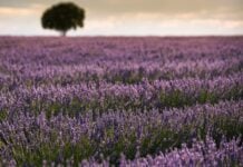 «España en floración» incluye a Brihuega en sus promociones Campos de lavanda de Brihuega.