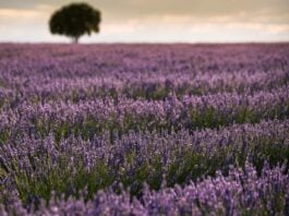 Campos de lavanda de Brihuega.