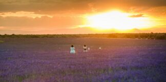 Aviso amarillo por calor este domingo en Guadalajara Campos de lavanda en 2021. (Foto: Rafa Martín / EP)