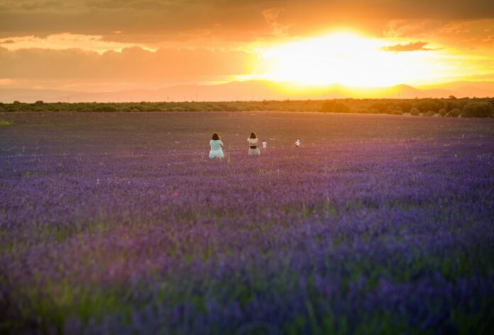 Campos de lavanda en 2021. (Foto: Rafa Martín / EP)