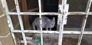 Un gato se protege del calor en el frescor de un edificio en ruina de la plaza Lope de Haro, en los días más tórridos de julio de 2021. (Foto: La Crónic@)