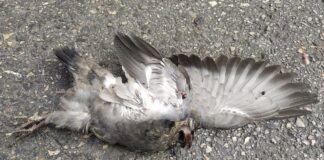 La paloma muerta que le ha servido a El Paseante para hilar su artículo. (Foto: La Crónic@)