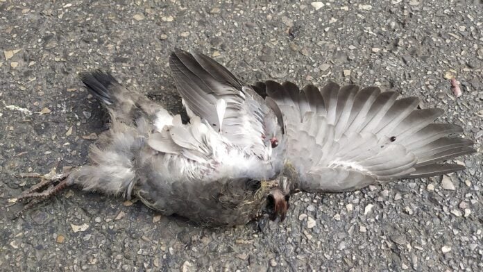 La paloma muerta que le ha servido a El Paseante para hilar su artículo. (Foto: La Crónic@)