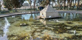 Patos en un parque de Albacete.