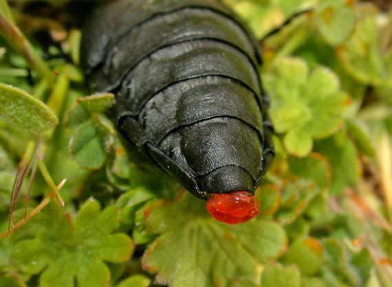 El escarabajo de este estudio, expeliendo parte del tubo digestivo para simular que se desangra.