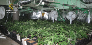 Plantación de marihuana descubierta en Cabanillas del Campo en octubre de 2016.