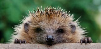 Erizo común.