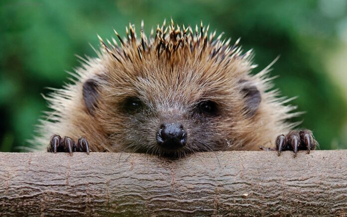 Erizo común.