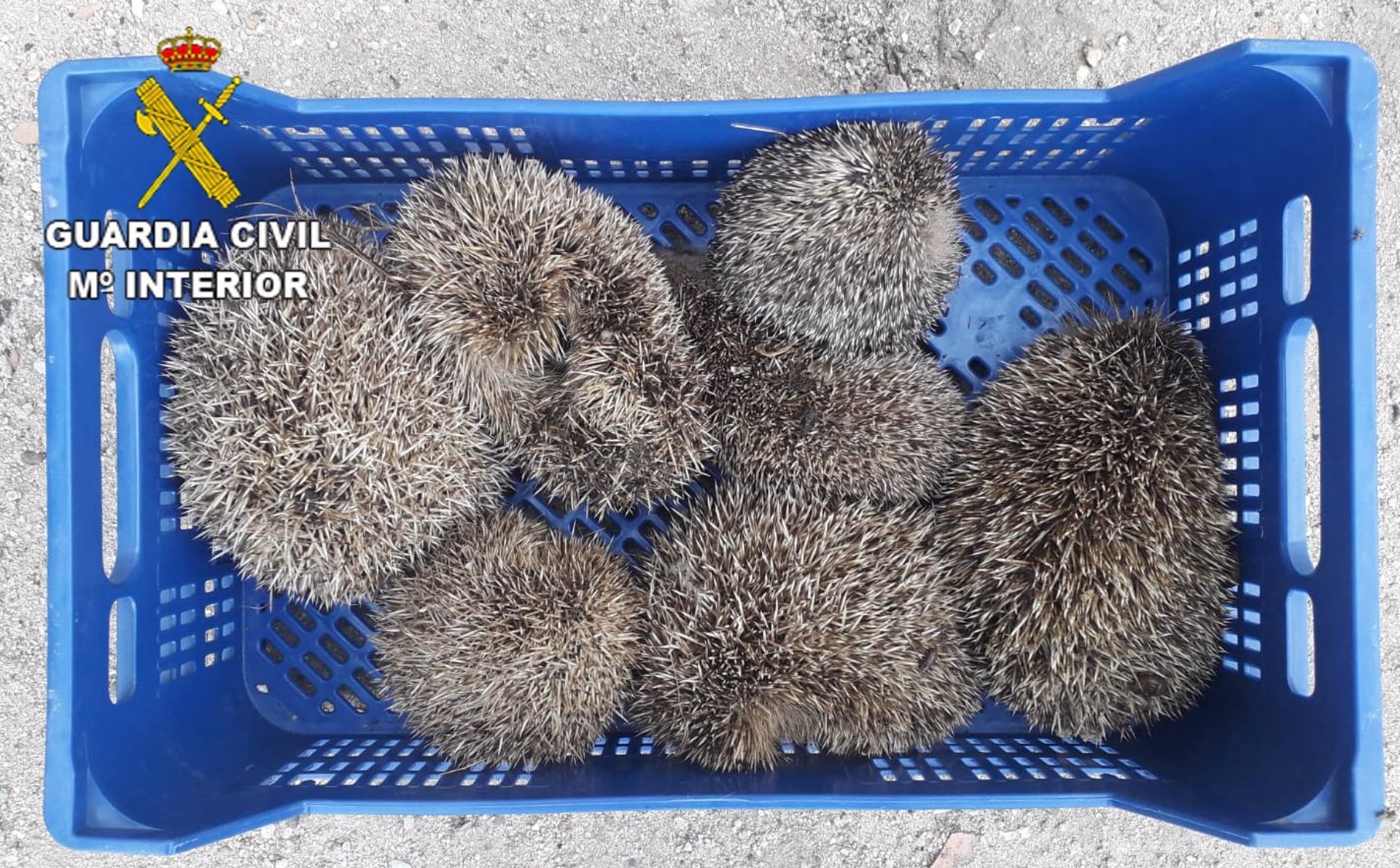 Últimos erizos intervenidos por la Guardia Civil. 