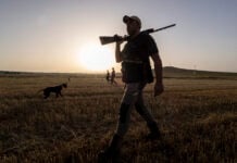 Se amplía el período de caza para intentar controlar a jabalíes y ciervos