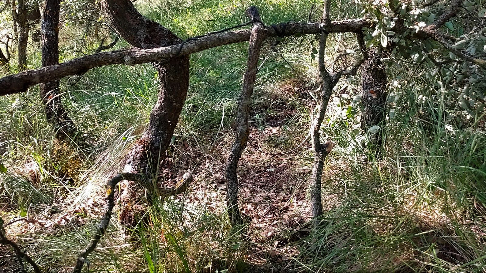 Así de bien colocado estaba el lazo ilegal encontrado por el Seprona en Romancos. (Foto: Guardia Civil)