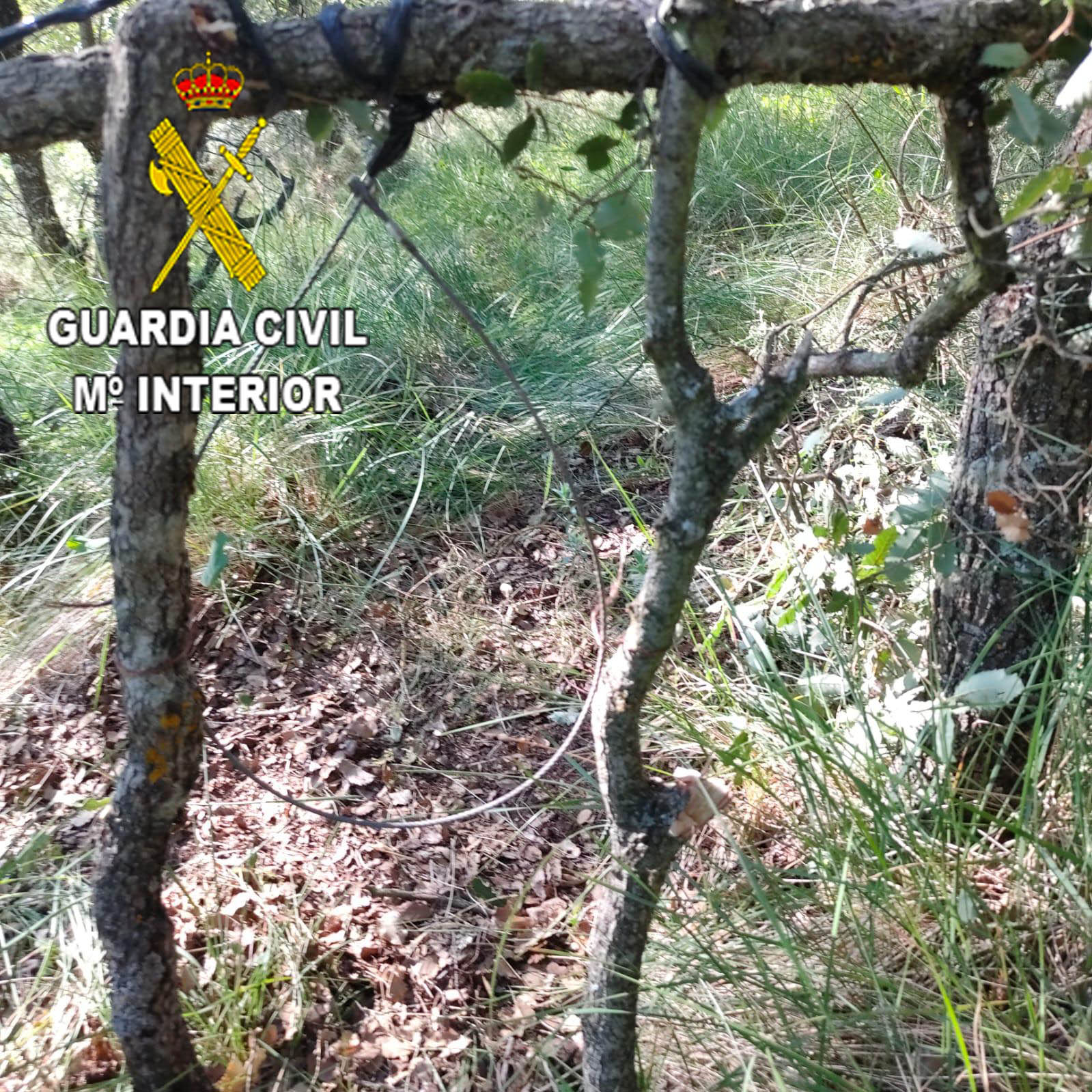 Detalle del lazo ilegal de Romancos, en la provincia de Guadalajara. (Foto: Guardia Civil)