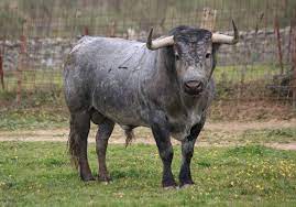 Ejemplo clásico de un toro de Victorino Martín, encaste albaserrada.