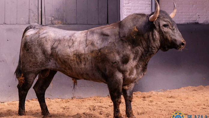 Un ejemplar de la ganadería de Victorino Martín lidiado en Madrid.