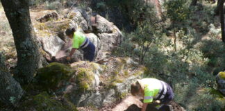 Uno de los tramos del acueducto de Sigüenza que se han limpiado en el pinar.